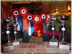 SITE WEB ELEVAGE DU CLOS DE LA LUETTE SPECIALISE POUR LE BOUVIER DES FLANDRES &copy; COPYRIGHT DEPOSE